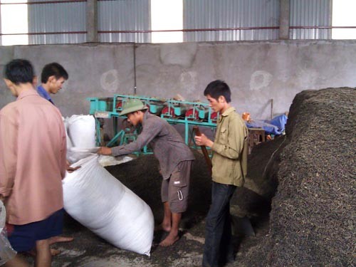 Vì lợi nhuận trước mắt, công nghệ sản xuất chè bẩn này có thể "giết chết" ngành chè Việt Nam.